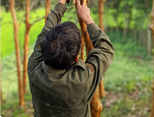 A Closer Look at Cinnamon: Sourcing, Safety, and Health Benefits